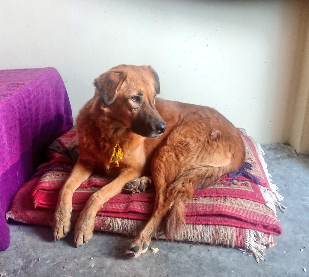 sirensongs1's tweet image. My Smokey came in!! I&apos;m always happy when Smokey is here. (Someone stole her beautiful yellow ghungroo collar though) #indiandogs #communitydogs #dogrescue