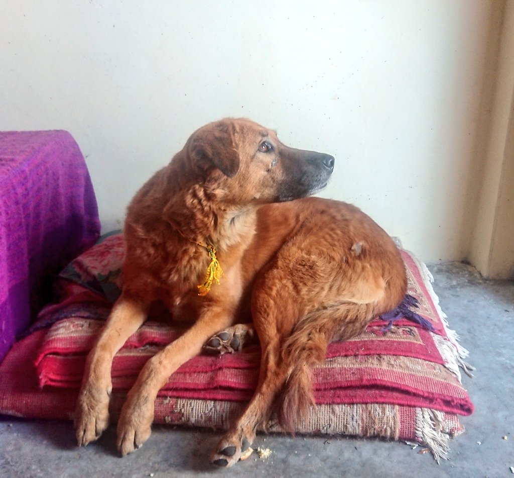 sirensongs1's tweet image. My Smokey came in!! I&apos;m always happy when Smokey is here. (Someone stole her beautiful yellow ghungroo collar though) #indiandogs #communitydogs #dogrescue