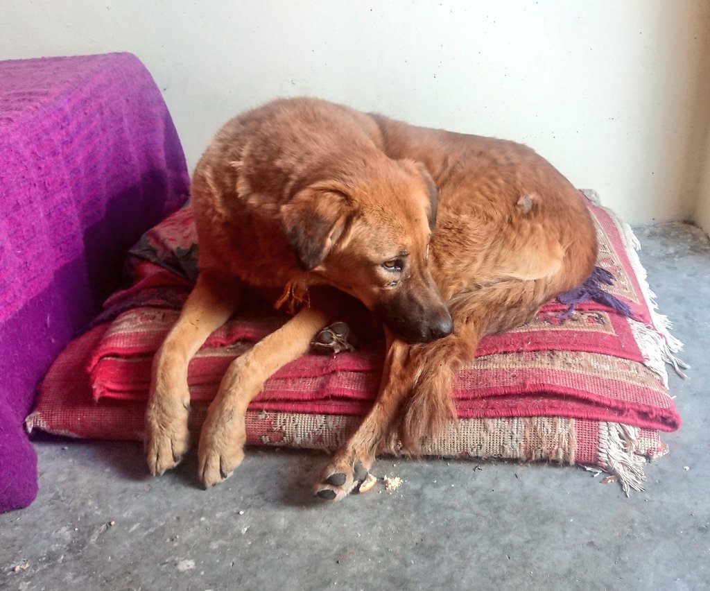 sirensongs1's tweet image. My Smokey came in!! I&apos;m always happy when Smokey is here. (Someone stole her beautiful yellow ghungroo collar though) #indiandogs #communitydogs #dogrescue