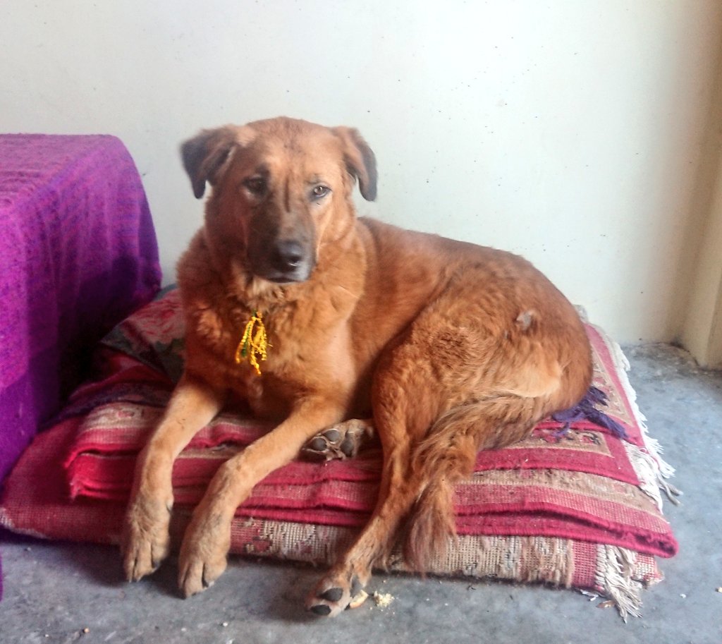 sirensongs1's tweet image. My Smokey came in!! I&apos;m always happy when Smokey is here. (Someone stole her beautiful yellow ghungroo collar though) #indiandogs #communitydogs #dogrescue