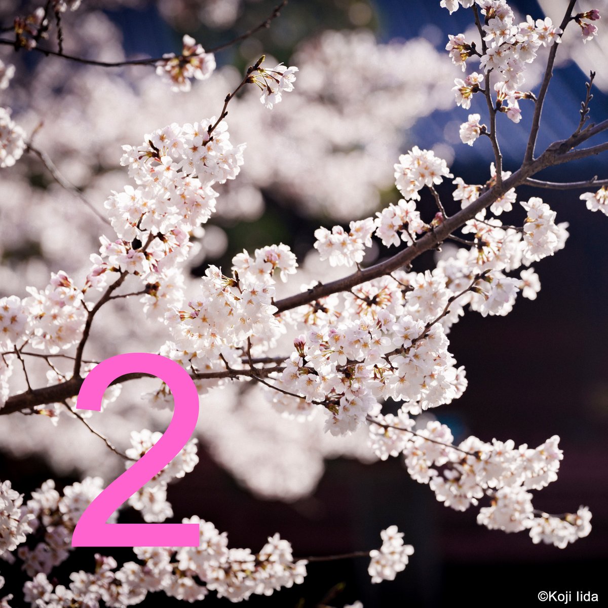 tokyo_harusai's tweet photo. 🌸🌸東京・春・音楽祭2024 発表まで あと2日✨
2 days until the program announcement of #SpringFestivalinTokyo 2024!
20周年を迎える #東京・春・音楽祭 2024の #ラインナップ発表 まで、あと2日!
10/30(月)に公式サイトをチェック!
https://t.co/dA8cWOP7Am
#東京春祭 https://t.co/71jZkUVkRf