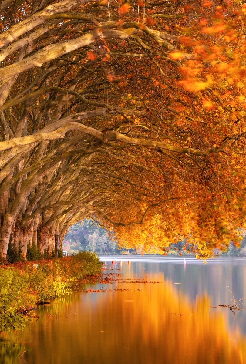 Autumn trees bending over the lake  🍁🍂