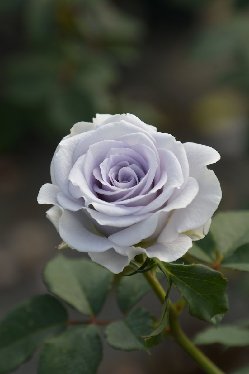 rosa_orientis's tweet photo. #ブルーグラビティ #Bluegravity
美しい青藤色の花色に丸弁高芯咲きの中輪花 耐病性も兼ね備えながらも今もっとも青に近いバラのひとつ
【公式本店】https://t.co/j5d5UBzc0d
【楽天店】https://t.co/4XLaDW3oYe https://t.co/6sloCRnVm1