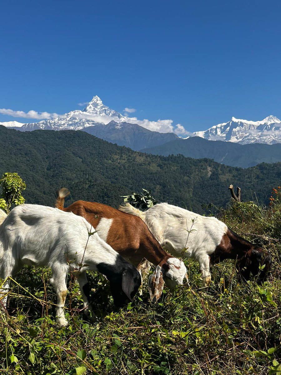 josappeal's tweet photo. It has been an epic adventure trekking through the Himalayas with the help of our wonderful
Nepalese hosts. Thanks to everyone who has sponsored us. As they say in Nepal - Namaste🇳🇵🏔️🙏

@GlobalAdv 
@stmaryshospice 
@bayhospitals 
@eveappeal https://t.co/Kw3YRkGr0H