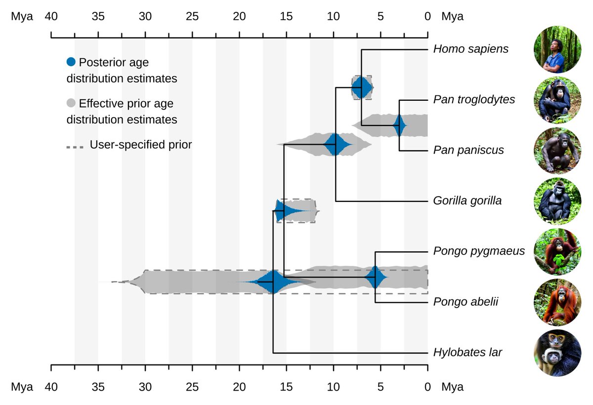 sanchez_baracal's tweet image. Spread the word! Free Software new version is now out: TreeViewer version 2.2.0! #Phylogenetics Plot multiple age distributions, spreadsheet editor, lots of examples and more! Download from treeviewer.org