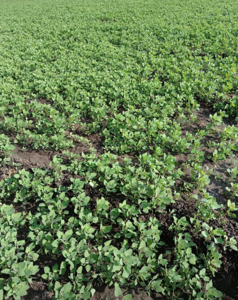 Quinoa sowing is almost over in India. Compare to last year sowing, In 2024 expecting to get good production. Fresh crop will be started from January 2024. 

#Quinoa #India #Superfoods #Crop2024 #GrowNutricrops