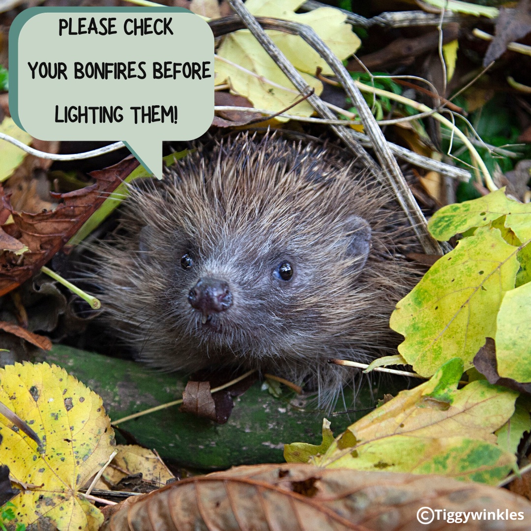 Please keep wildlife safe this bonfire night; hedgehogs &amp; many other species of wildlife will see bonfires as a ready-made shelter! Please remember to always carefully turn over &amp; check bonfires or move it to a new location just before lighting. Thank you!
