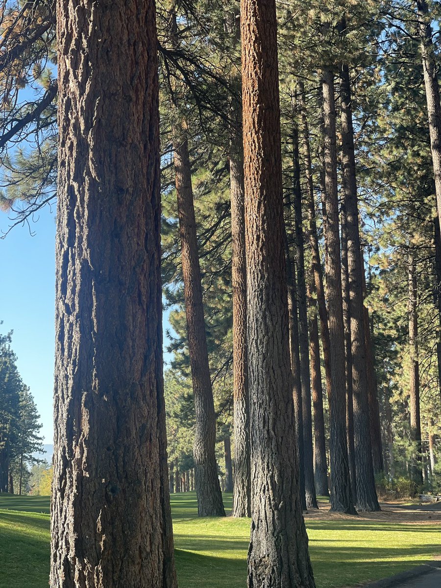 chiploverlou's tweet photo. Early riser. 

“Integrity is doing the right thing even when no one is watching” 

C. S. Lewis 

Today’s the day! 

I think I can. @HCUAmerica 

@RareRevolutionM @EveryLifeOrg #extrablessed https://t.co/riRdMBFheh