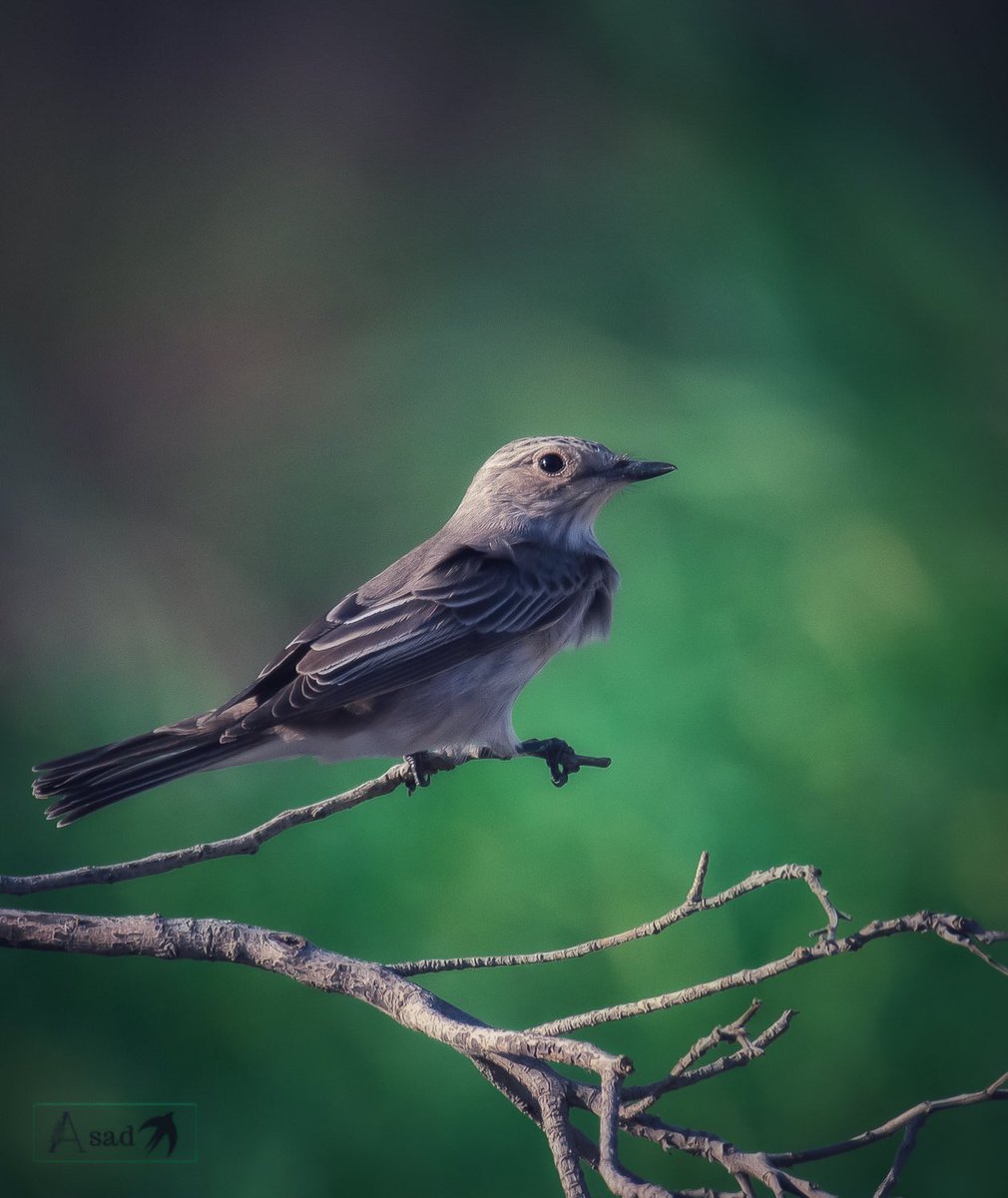 Spotted flycatcher, a long distance migrant for #MigratoryBirds theme by #IndiAves #BirdsSeenIn2023 #BBCWildlifePOTD #birdphotography #birdwatching