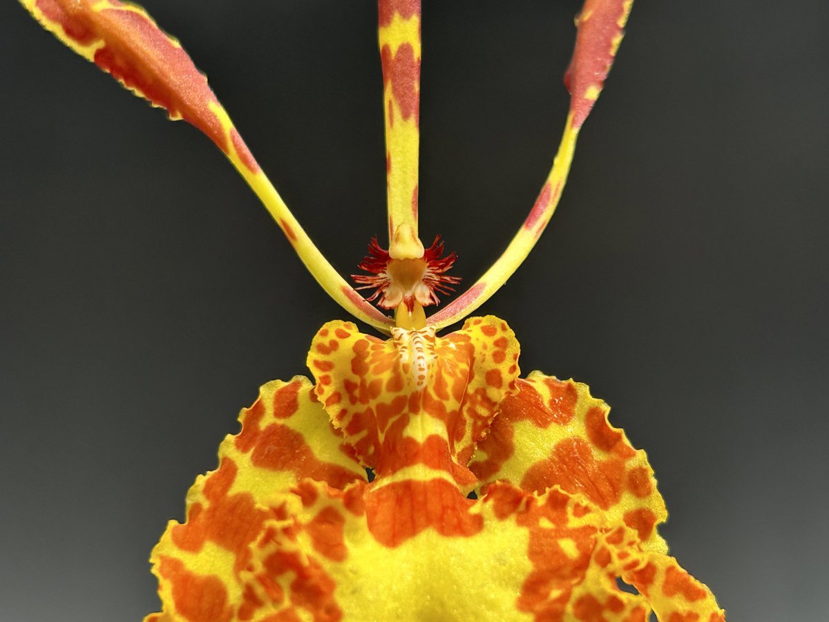 kokusai_nursery's tweet photo. 久々の投稿、南米原産の #Psychopsis versteegianaが咲きました。
一夏かけて伸びた花茎は80cm程。タテ10cm程の花です。
#orchid #kokusainursery #JOGA #meow #国際園芸 #国際園芸で開花中 #伊勢原 #蘭 #ラン #らん https://t.co/o0McZkScra