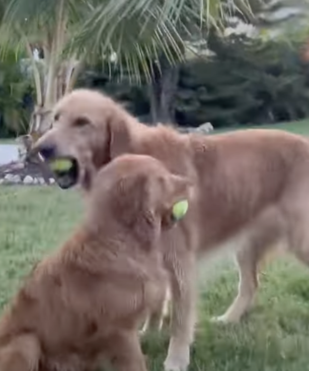 @TheGoldenRatio4 2 brown dogs catching 2 tennis böls