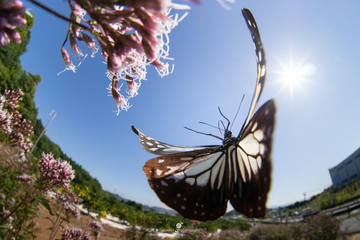 staygold0127's tweet photo. 一日一蝶~🦋
着花体勢~♪
#これソニーで撮りました
#アサギマダラ
#chestnuttiger
#フィッシュアイ
#fisheyelens
#東京カメラ部
#tokyocameraclub https://t.co/wblA9M5drq
