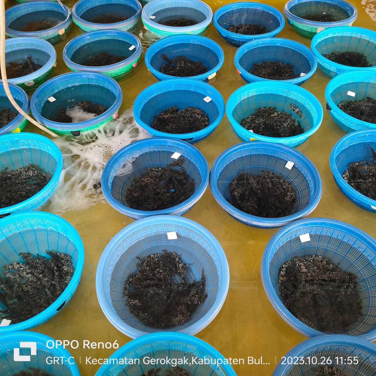 MarineCulture's tweet image. 27 OCT 2023
#ICSGRTC 

Menerima umpan balik rekaman video proses penanganan &amp;amp; penerima media pembawa di KJA JATIM. 

Konsumen dari @HIPILINDO