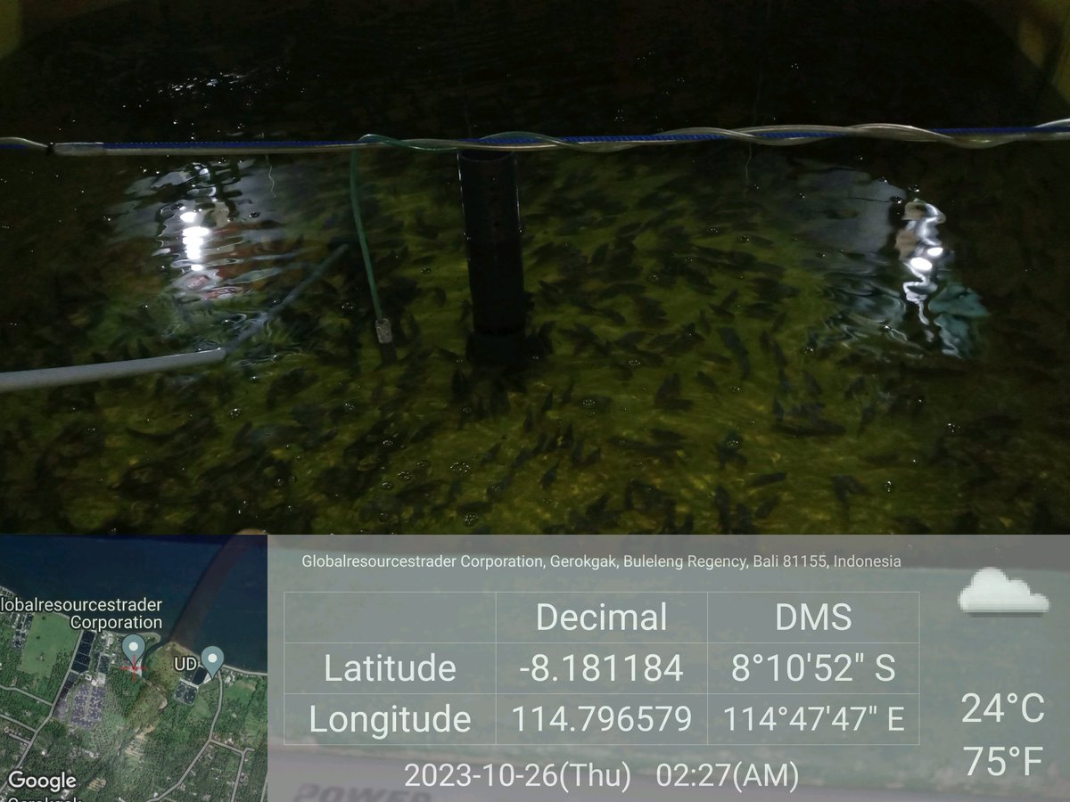 MarineCulture's tweet image. 27 OCT 2023
#ICSGRTC 

Menerima umpan balik rekaman video proses penanganan &amp;amp; penerima media pembawa di KJA JATIM. 

Konsumen dari @HIPILINDO