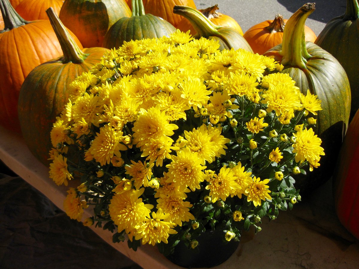 #PumpkinDay #PumpkinDay2023 #pumpkins #Vermont #Halloween #Halloween2023 #Thanksgiving #chrysanthemums