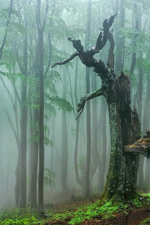 La madera antigua, un libro de historias, y la niebla, un velo de misterio.