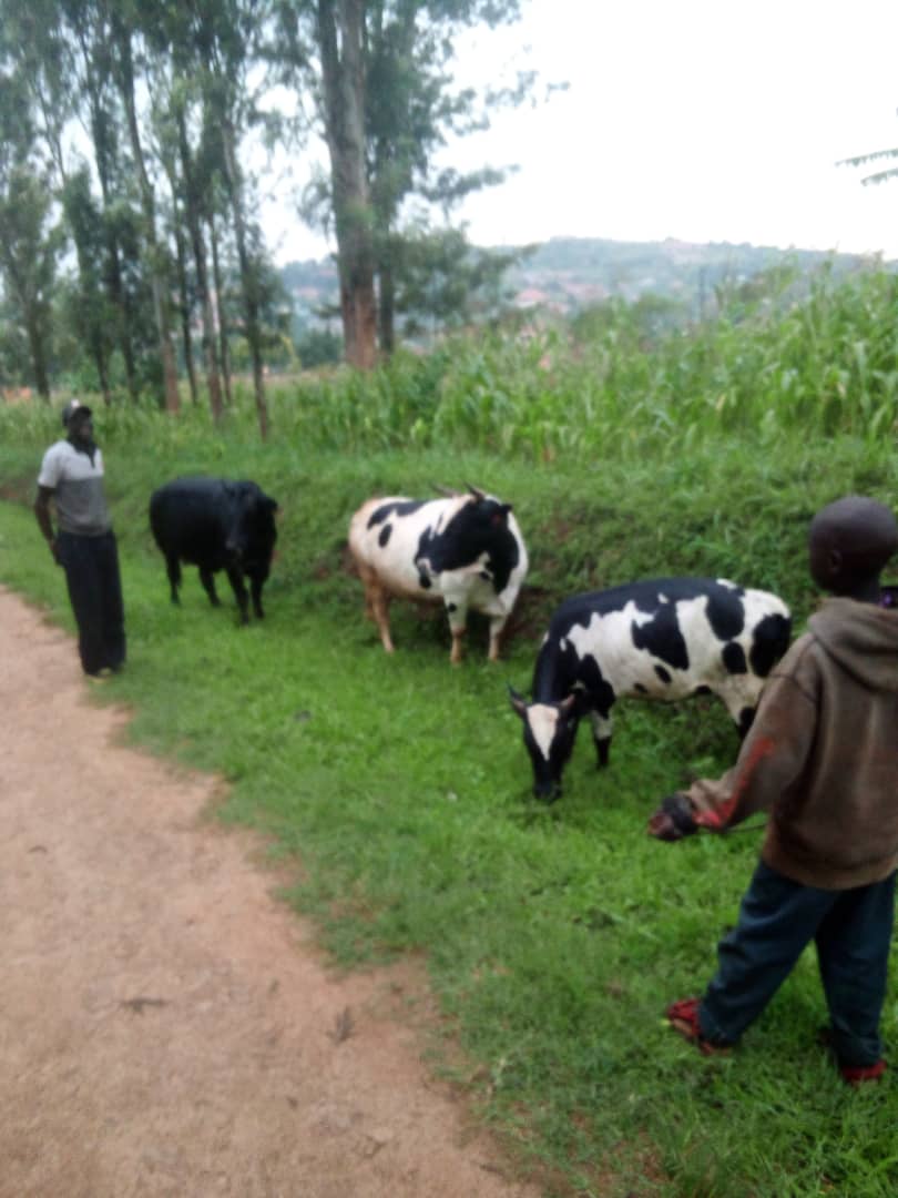 Development Foundation for Rural Areas (@defora_ug) on Twitter photo Some of the benefits from the economic empowerment program supported by CRVPF.....
The program created more opportunities to the target audience and has enabled a positive change in societies. Some of the benefits from the economic empowerment program supported by CRVPF.....
The program created more opportunities to the target audience and has enabled a positive change in societies.