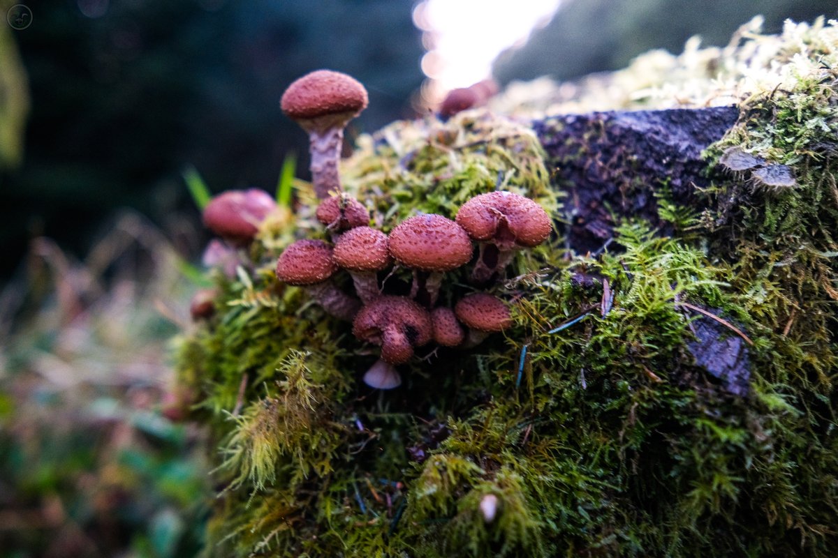 Mushroom Season
#mushroomhunt #fungusphotography #mushrooms_of_our_world #mushroomhunters #fantasticfungi #wildmushroom #mushroomidentification #mushroomphotos  #mushroomhunting #mushroomspotting #mushroomlover #mushroomhunter #fungilove #mycophile #fungi #funghi #mushrooms