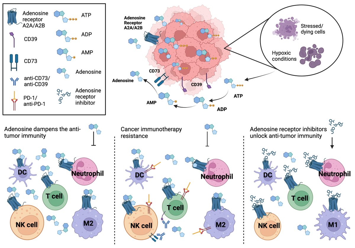 cdrjournal's tweet photo. 🔍 Exciting NEW RESEARCH alert! #ResearchPapers 

Check out our latest review article:
Unlocking antitumor immunity with adenosine receptor blockers
#Cancer #Tumor #Microenvironment #AdenosineReceptors #Antitumor 
🚀https://t.co/wpw8xoVRwe

Authors: @JuDimastro 's team https://t.co/TsYaaD2sLP