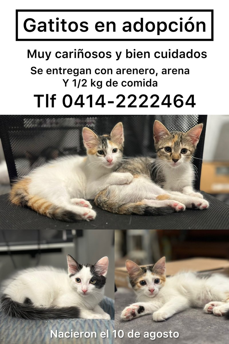 bassvarela's tweet photo. Gatitos en adopción en Caracas 
Buscan urgente un hogar https://t.co/6UOcpAMJDA
