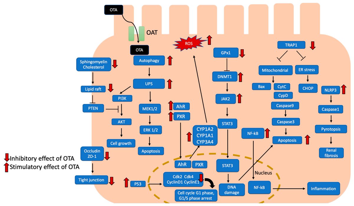 IJMS_MDPI's tweet image. 🌟Checking Our Interesting Review🌟

📚Ochratoxin A-Induced Nephrotoxicity: Up-to-Date Evidence

🔗mdpi.com/1318294

👨‍🔬 By Prof. Chih-Kang Chiang et al.

@MDPIOpenAccess
@MDPIBiologySubj
National Taiwan University

#Toxicology #Mycotoxins #Nephrotoxicity #Ochratoxin