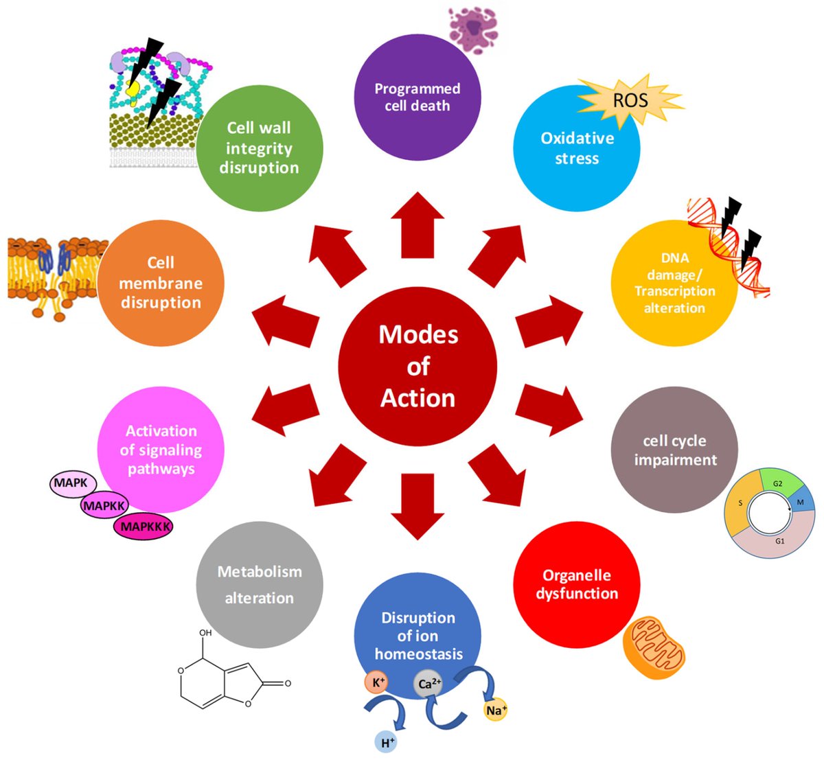 IJMS_MDPI's tweet image. 🌟Checking Our Interesting Review🌟

📚Antifungal Peptides and Proteins to Control Toxigenic Fungi and Mycotoxin Biosynthesis

🔗mdpi.com/1397424

👨‍🔬 By Dr. Pedro Vicente Martínez-Culebras et al.

@MDPIOpenAccess
@MDPIBiologySubj

#Molecule #Toxicology #Mycotoxins #fungi