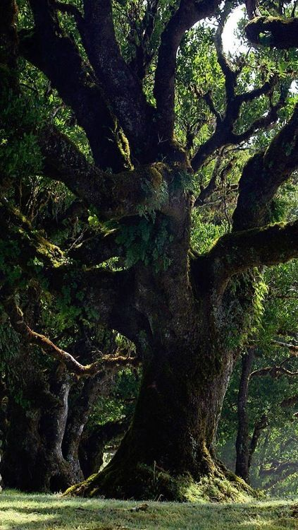 Los árboles son como cronistas mudos de la Tierra. Cada uno lleva consigo una historia de crecimiento, cicatrices de supervivencia y huellas de cambios en el mundo que los rodea. Sus ramas se alzan al cielo, sus raíces se aferran a la tierra y sus hojas danzan al ritmo del…