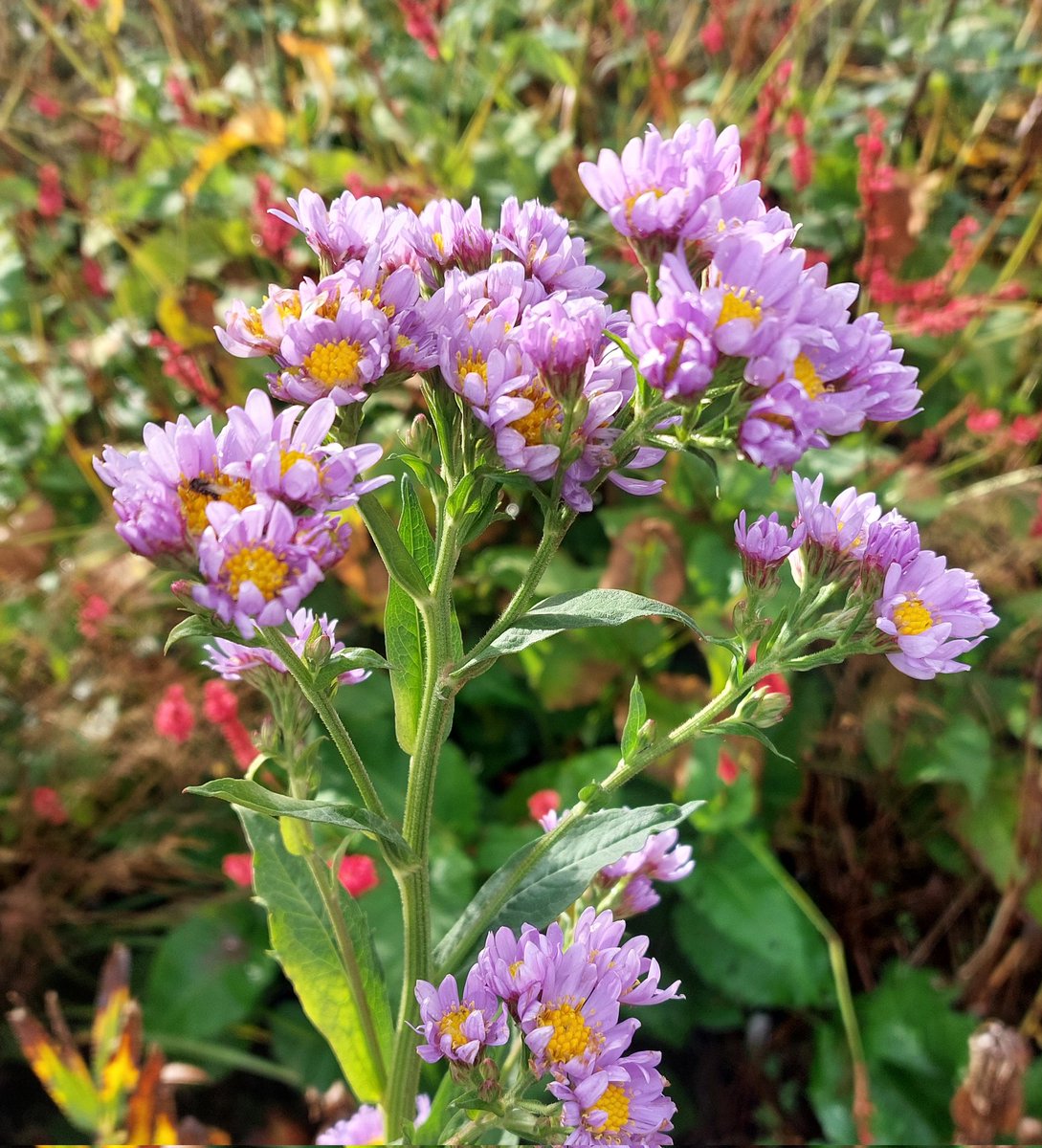 PlantPref's tweet photo. Aster tataricus 'Jindai' must be the last to start flowering here. Over 1.5m and with big architectural leaves. Will be propagating in the spring. 

#aster #astertataricus #astertataricusjindai #octoberflowers #tallplants #newtous #peatfree https://t.co/PiRB38HiJF