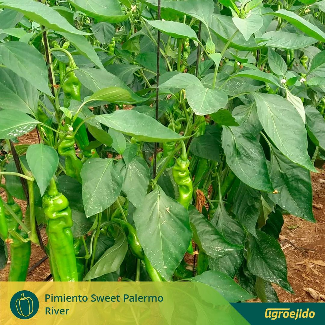 🌶 Los pimientos 𝗦𝘄𝗲𝗲𝘁 𝗣𝗮𝗹𝗲𝗿𝗺𝗼 son reconocibles por su forma, dulzor y textura crujiente. 👨‍🌾  Los #agricultores trabajan por ofrecer siempre los mejores productos, como estos 𝗥𝗶𝘃𝗲𝗿 trasplantados el pasado 15 de julio en <a href="/agroejido/">Agroejido, S.A.</a>.

👉🏻 innovamosjuntos.es/sweet-palermo/