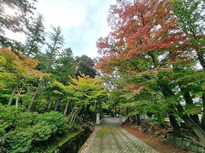 yahiko_kankoPR's tweet photo. 🍁🐰 #ミコぴょん弥彦公園紅葉色づき情報 🐰🍁   

10/27（金）13:00頃 の #色づき ～ #色づき始め  
まだ緑色が多く残っておりますが、観月橋周辺では日に日に色づき具合が増しております。
本格的な見ごろを迎えるまでは、もう少しかかりそうですぴょん🐰✨
https://t.co/Hg6QeNjfMv https://t.co/eq2ca6AW9E