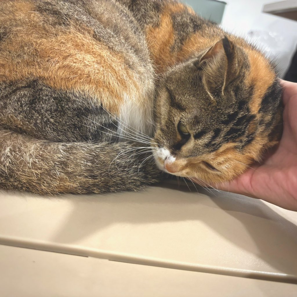 おさむらいさん🌗 tweet media