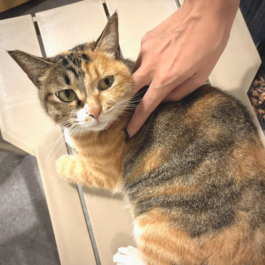 おさむらいさん🌗 tweet media