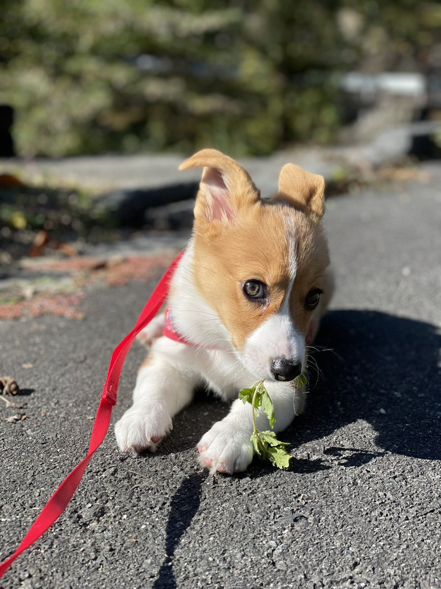 anko_t3232's tweet photo. 朝の散歩
#コーギー犬
#コーギー仔犬
#仔犬
#犬と暮らす
#癒し https://t.co/MbWE4twgE3