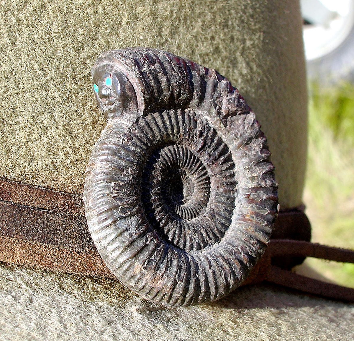 #FossilFriday Unusual anthropomorphic version of a snakestone ammonite adorning the band of a hat worn by a palaeontologist in South Dakota.