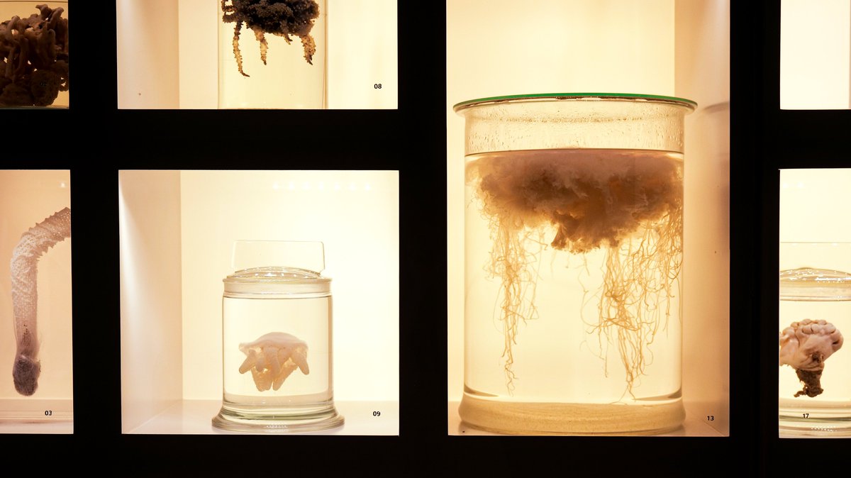 lkcnhm's tweet photo. Happy #WorldJellyfishDay! #Jellyfish are incredibly unique and beautiful creatures! Did you know that they have no brains, hearts, or bones? Instead, they have a nerve net to help them respond to changes in their environment! Come see our translucent friends @LKCNHM! https://t.co/pzqOqCTugu