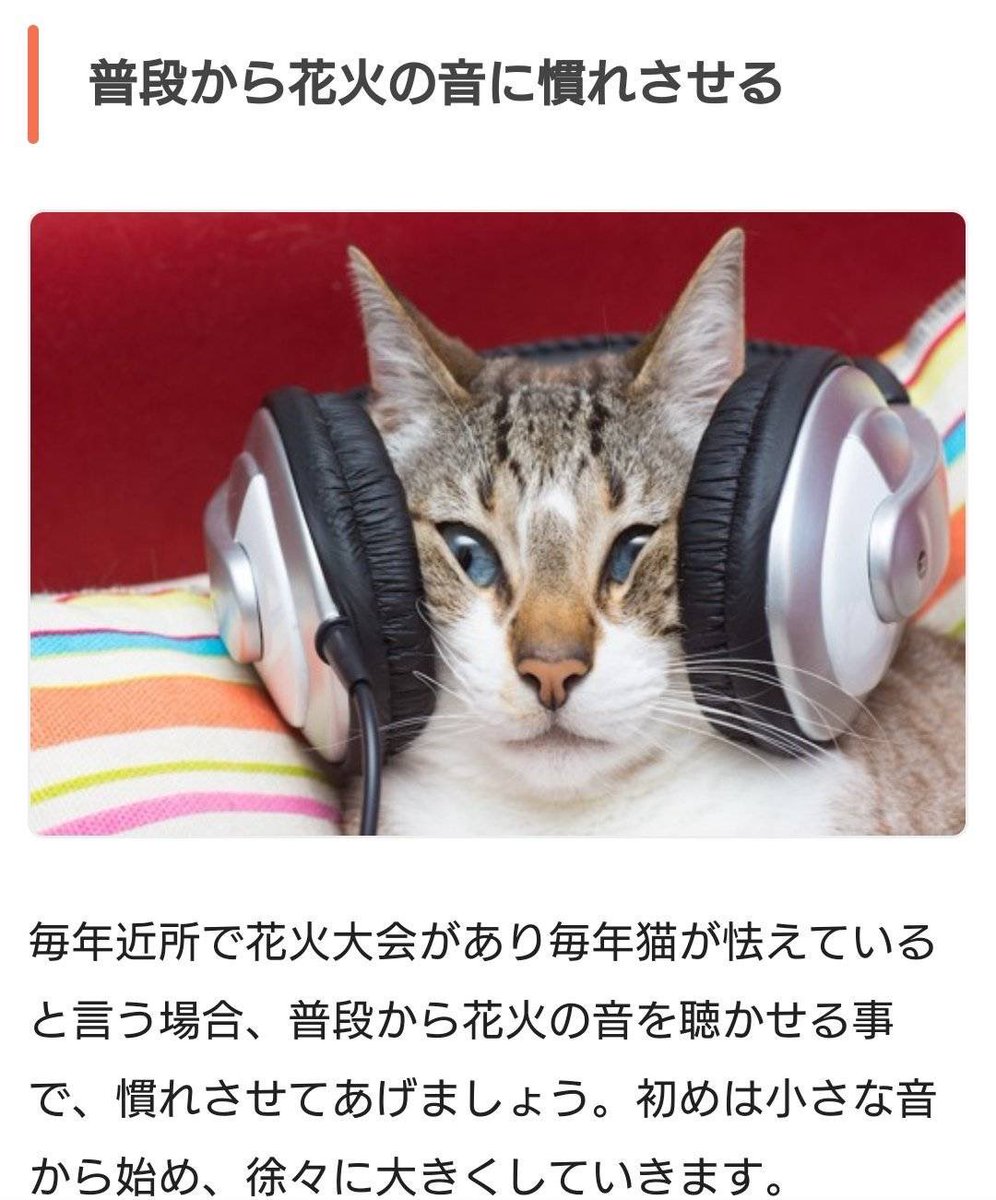 azuki_ruby's tweet image. ネコちゃんホンポ『花火で猫が驚いた時の５つの対処法』
nekochan.jp/cat/article/41…
すごいぐにゃってなってる