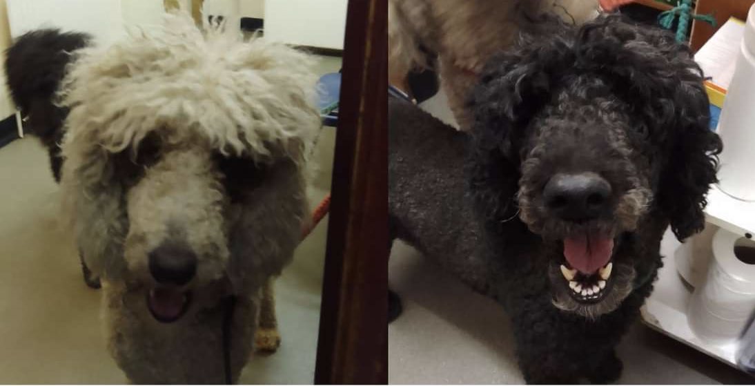 These 2 x Standard #Poodle which were #dumped in #Knaphill Surrey #GU21 - 1xblack female, 1x cream male (microchipped) (dirty) now safe with Standard Poodle Club Rescue - owner had already been in touch with the rescue but didn’t wait 4 them to arrive) #standardpoodle #abandoned