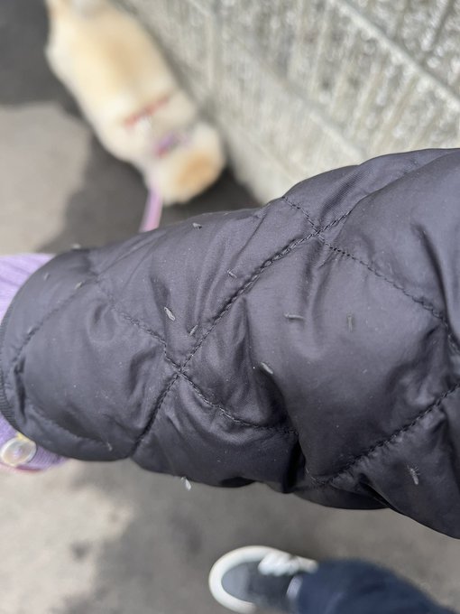 虫写真注意⚠️
2〜3分歩いただけで身体中雪虫!今日はもうギリギリ目が開けられるくらいのレベルだったのでお散歩取りやめて即引き返してきた。
内地の人にわかりやすく言うと、ずっと蚊柱の中歩いている感じ😭 