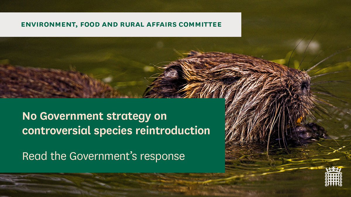 CommonsEFRA's tweet photo. 🆕We have today published
@DefraGovUK 's response to our Species Reintroduction report. DEFRA have told us that ‘the reintroduction of species is not a priority for the government’.

See thread for more [1/8🔽] https://t.co/ReH494533L