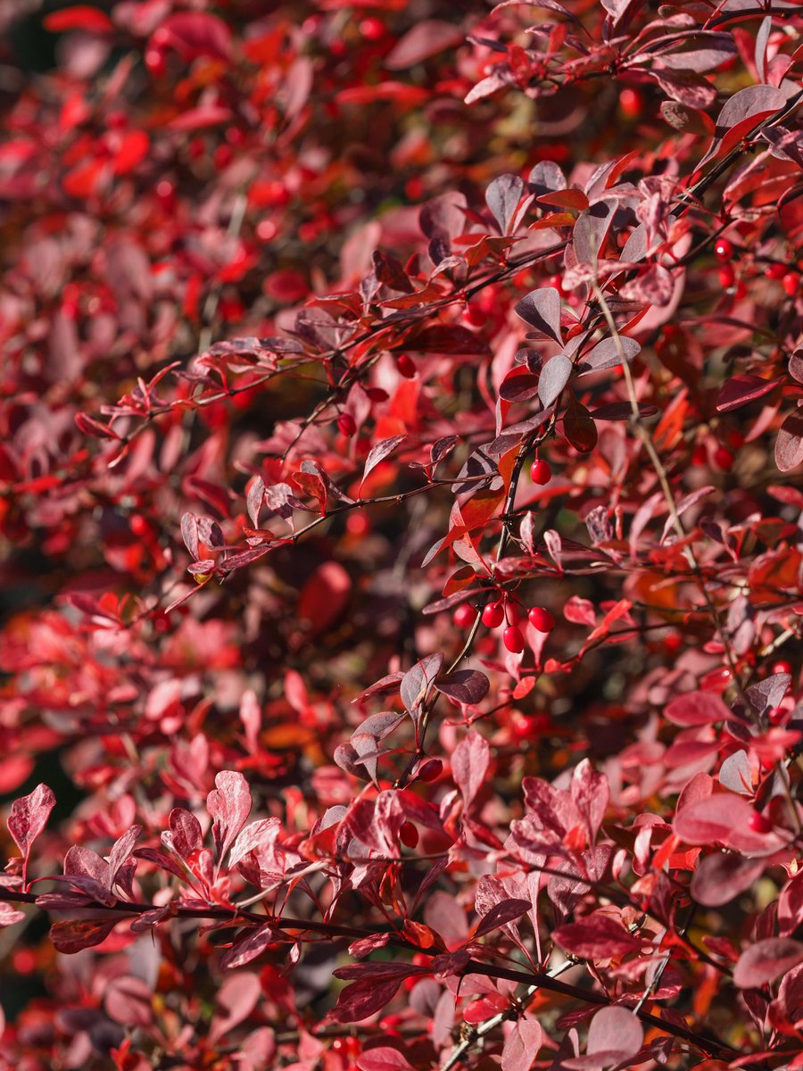 Let’s do this Gloucestershire. Autumn has arrived! <a href="/BritishGardens/">GreatBritishGardens</a> <a href="/ChattyGardener/">The Chatty Gardener</a>