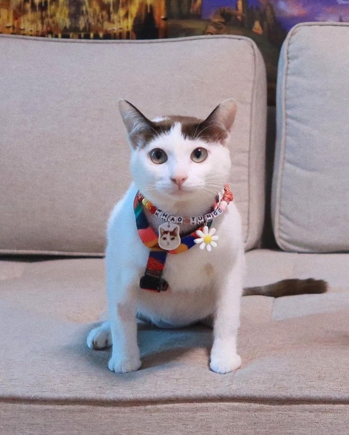 Catster & Co บ้านพักพิงแมวจร tweet media