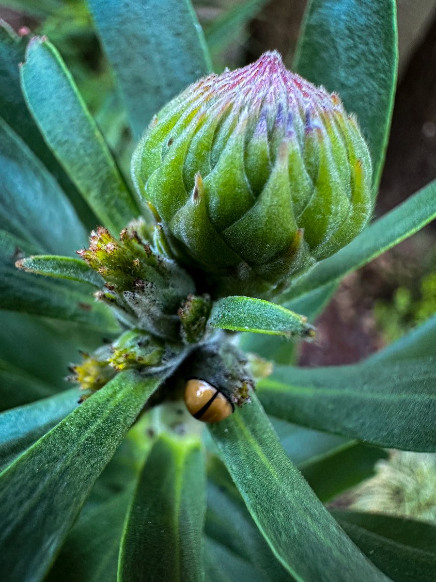 UlrichJvV's tweet photo. Baby protea in my garden has a tiny visitor this morning 🌷🐞 Happy Weekend! 🤗 https://t.co/Mnn50zUANJ