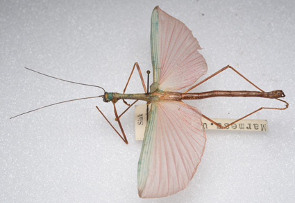 Zootaxa's tweet photo. On the correct lectotype for Marmessoidea unicolor Redtenbacher, 1908 (#Insecta: Phasmatodea)
https://t.co/gSCSLnrYhW
#taxonomy #stickbugs https://t.co/r3tuJnItXV