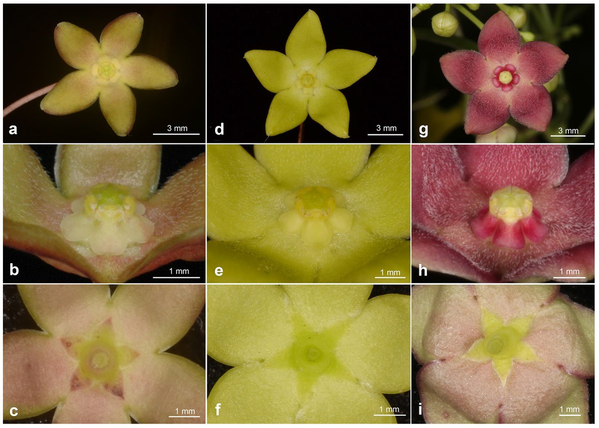 JPR_news's tweet photo. “Molecular phylogeny of Vincetoxicum (Apocynaceae, Asclepiadoideae) from Thailand and integrative taxonomy corroborating a new cryptic species within Vincetoxicum kerrii” Aroonrat Kidyoo et al.: A combination of molecular/other evidences.
https://t.co/CCnLssFBU6 https://t.co/F9nXSlv050
