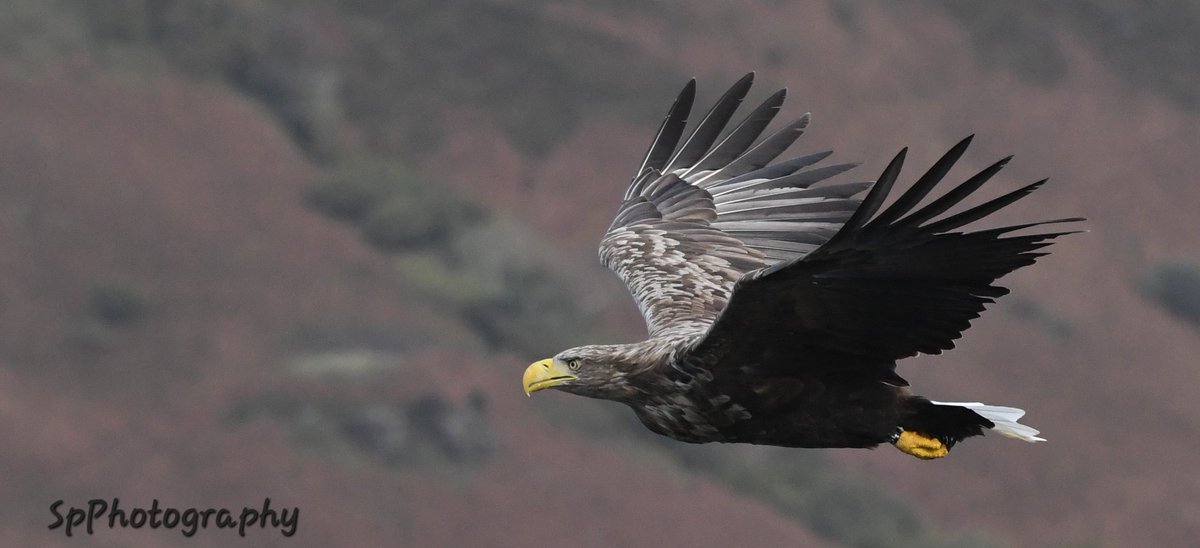 youngonesfive's tweet image. One of the magnificent White Tailed Sea Eagles in Scotland. An amazing boat trip with @mullcharters this October 🦅