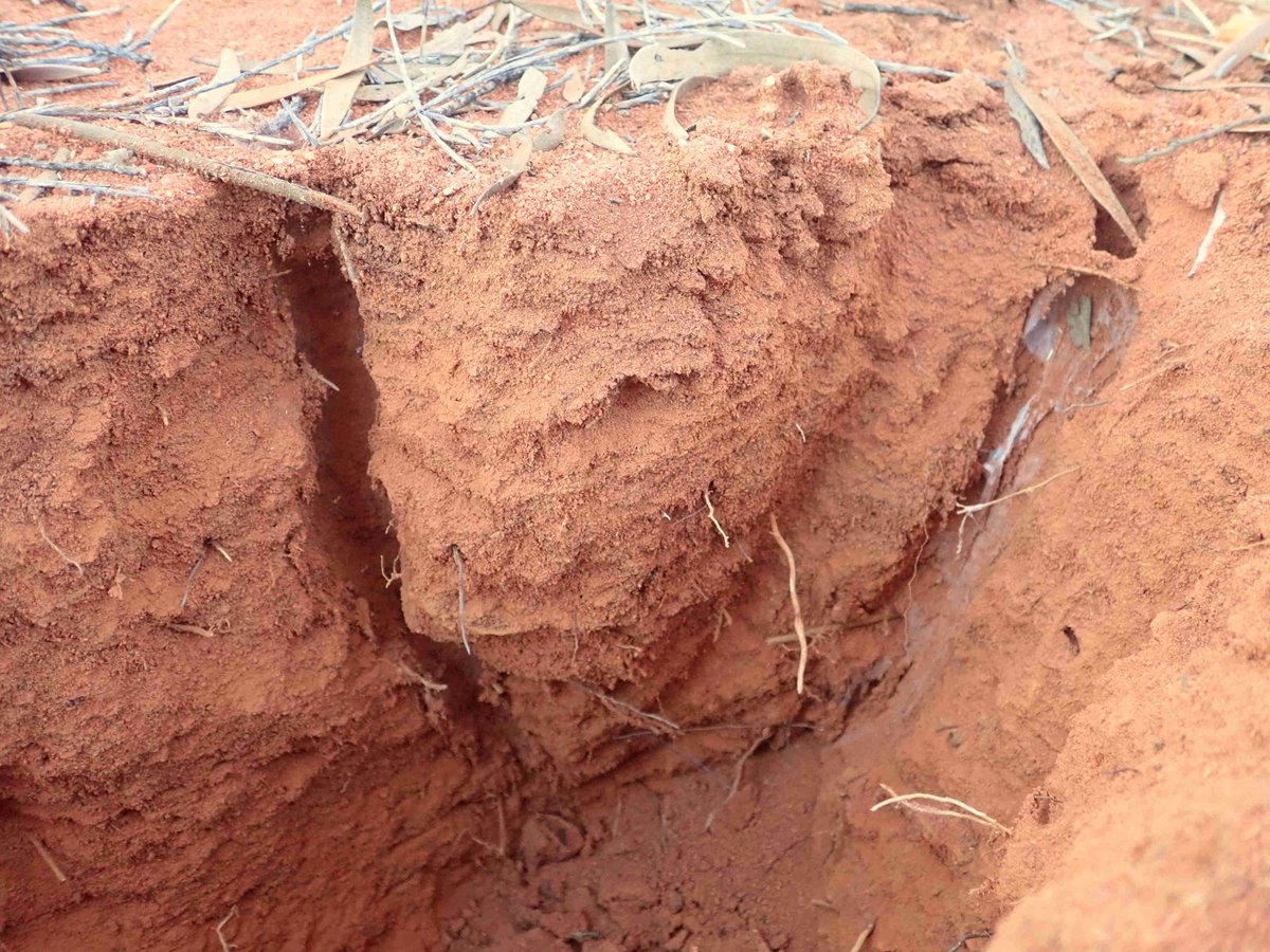 A deep wishbone spider burrow, from an 𝑨𝒏𝒂𝒎𝒆 𝒔𝒊𝒎𝒐𝒏𝒆𝒂𝒆 found on the recent BushBlitz. Left shaft = main entrance, right shaft = escape chute. This was unusual in having the shafts converging so deep, giving the burrow a 'V' shape, rather than the typical 'Y'.