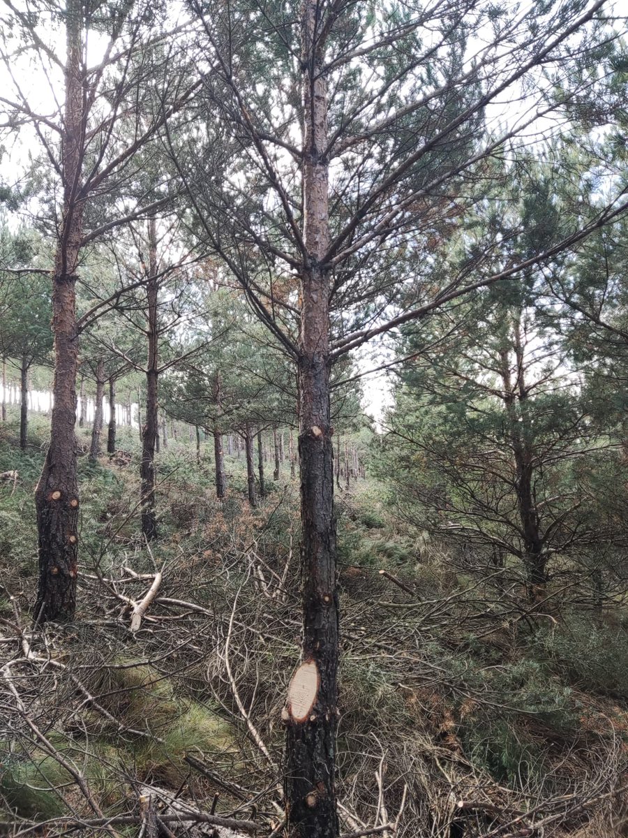 DemontesOT's tweet photo. Realizando tratamientos selvícolas de clareo, poda y desbroce en la Sierra de Gredos para mejorar el desarrollo de la masa forestal https://t.co/cj5oCz3nxI