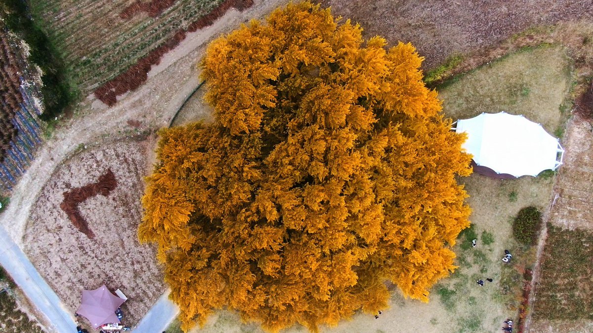 + 오래된 세월만큼 흥미로운 전설도 갖고 있어요. 옛날 옛적에, 어떤 스님이 이곳을 지나가다 물을 마시고 가지고 있던 지팡이를 꽂고 갔는데 그 지팡이가 자라 은행나무가 되었다고 해요. 간혹 튀김처럼 보인다고 하시는 분들도 있습니다. 🤭#배고픔주의