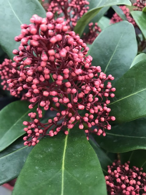 sempervirens13's tweet photo. Last day of 20% off plants today! loads to tempt you in 😍 #Whitton #Twickenham #Hounslow #Richmond #Teddington #Hampton #Kingston #Sunbury #Gardening #Plants #shoplocal https://t.co/2Yd80G9PXp