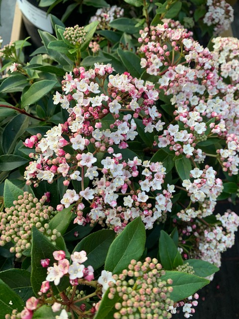 sempervirens13's tweet photo. Last day of 20% off plants today! loads to tempt you in 😍 #Whitton #Twickenham #Hounslow #Richmond #Teddington #Hampton #Kingston #Sunbury #Gardening #Plants #shoplocal https://t.co/2Yd80G9PXp